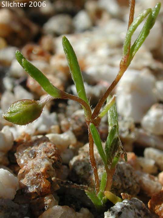 Common Goldfields, Needle Goldfields: Lasthenia gracilis
