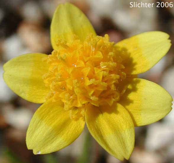 Common Goldfields, Needle Goldfields: Lasthenia gracilis
