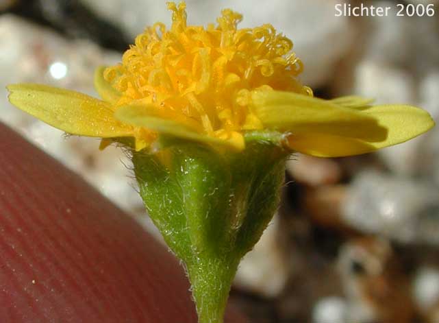 Common Goldfields, Needle Goldfields: Lasthenia gracilis