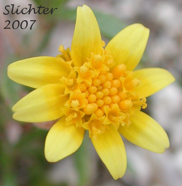 Common Goldfields, Needle Goldfields: Lasthenia gracilis