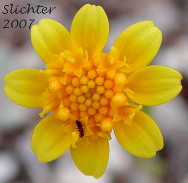 Common Goldfields, Needle Goldfields: Lasthenia gracilis