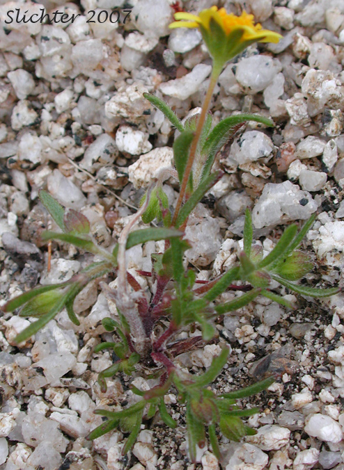 Common Goldfields, Needle Goldfields: Lasthenia gracilis