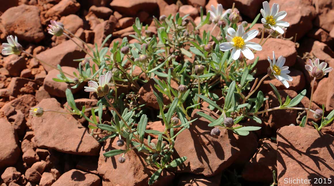 Blackfoot Daisy, Desert Daisy, Plains Blackfoot, Ash Gray Blackfoot: Melampodium leucanthum