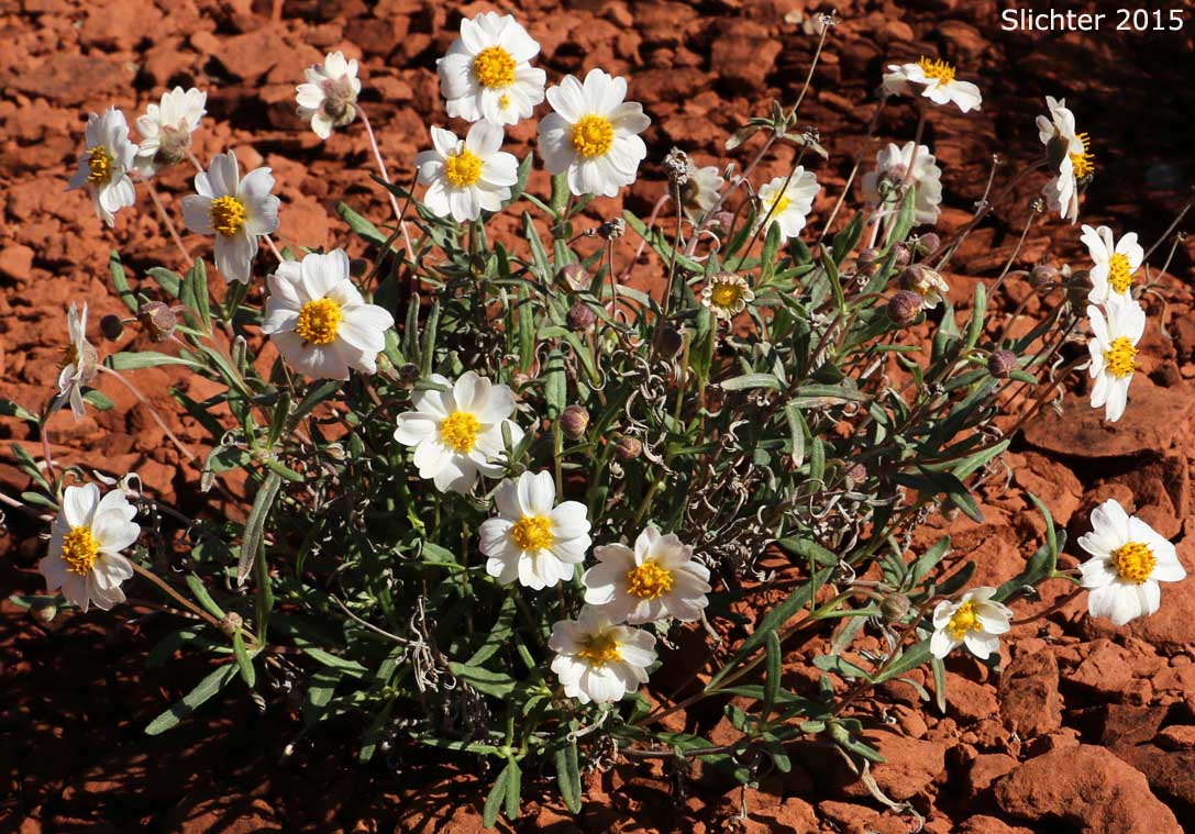 Blackfoot Daisy, Desert Daisy, Plains Blackfoot, Ash Gray Blackfoot: Melampodium leucanthum