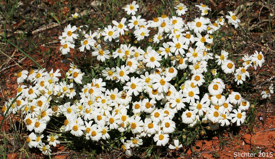 Blackfoot Daisy, Desert Daisy, Plains Blackfoot, Ash Gray Blackfoot: Melampodium leucanthum