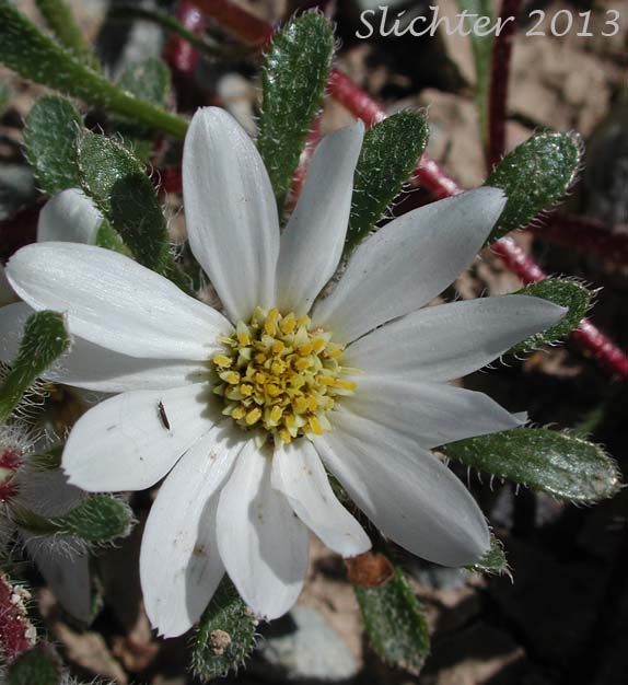 Flower head of Mojave Desertstar, Mojave Desert Star, Desert Star: Monoptilon bellioides