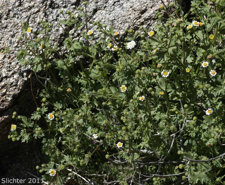Emory's Rockdaisy, Emory's Rock Daisy: Perityle emoryi (Synonyms: Perityle emoryi var. nuda, Perityle greenei)