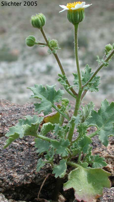 Emory's Rockdaisy, Emory's Rock Daisy: Perityle emoryi (Synonyms: Perityle emoryi var. nuda, Perityle greenei)