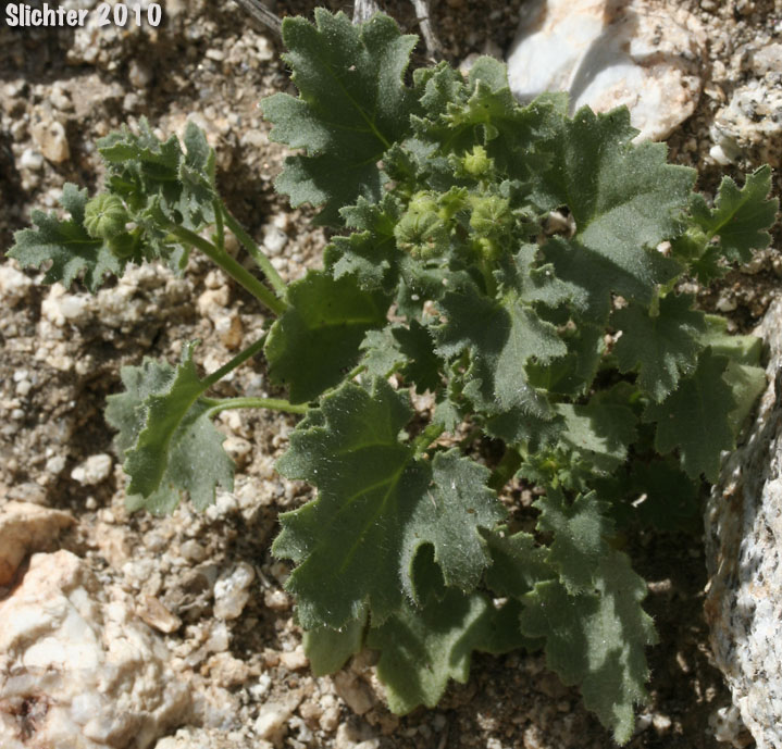 Emory's Rockdaisy, Emory's Rock Daisy: Perityle emoryi (Synonyms: Perityle emoryi var. nuda, Perityle greenei)
