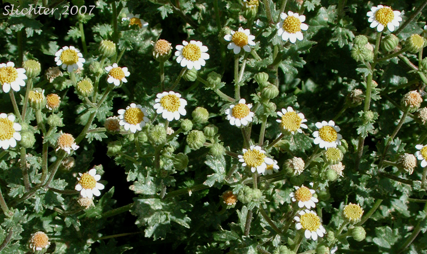 Emory's Rockdaisy, Emory's Rock Daisy: Perityle emoryi (Synonyms: Perityle emoryi var. nuda, Perityle greenei)