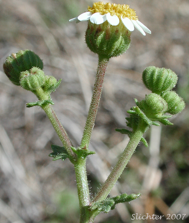 Emory's Rockdaisy, Emory's Rock Daisy: Perityle emoryi (Synonyms: Perityle emoryi var. nuda, Perityle greenei)