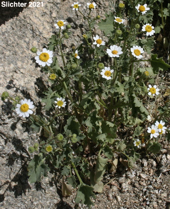 Emory's Rockdaisy, Emory's Rock Daisy: Perityle emoryi (Synonyms: Perityle emoryi var. nuda, Perityle greenei)