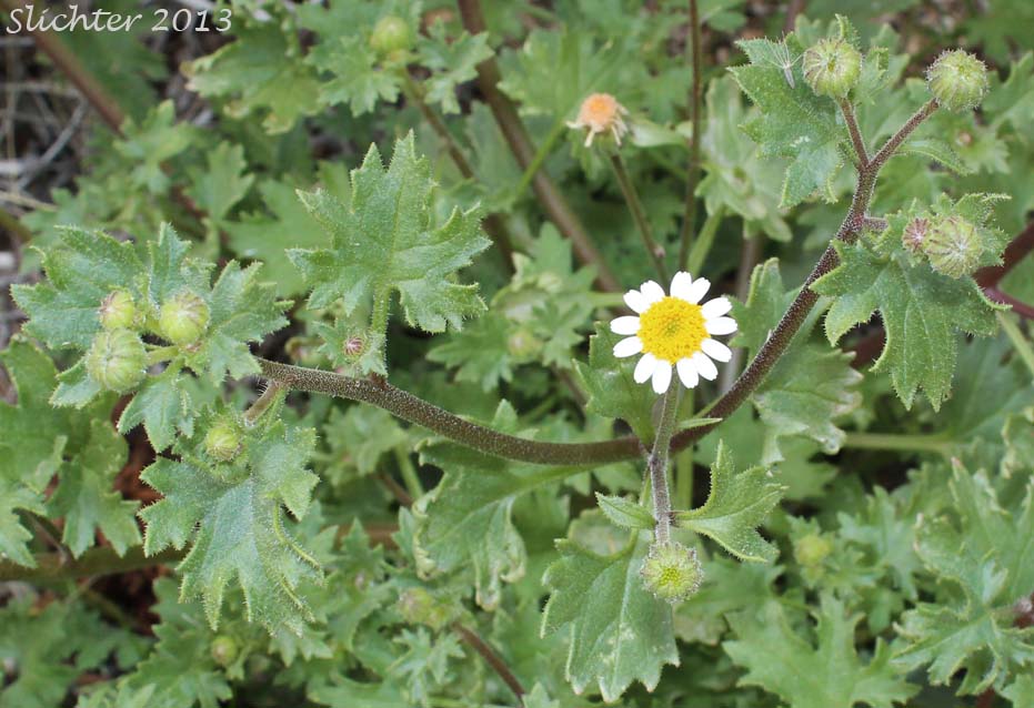 Emory's Rockdaisy, Emory's Rock Daisy: Perityle emoryi (Synonyms: Perityle emoryi var. nuda, Perityle greenei)