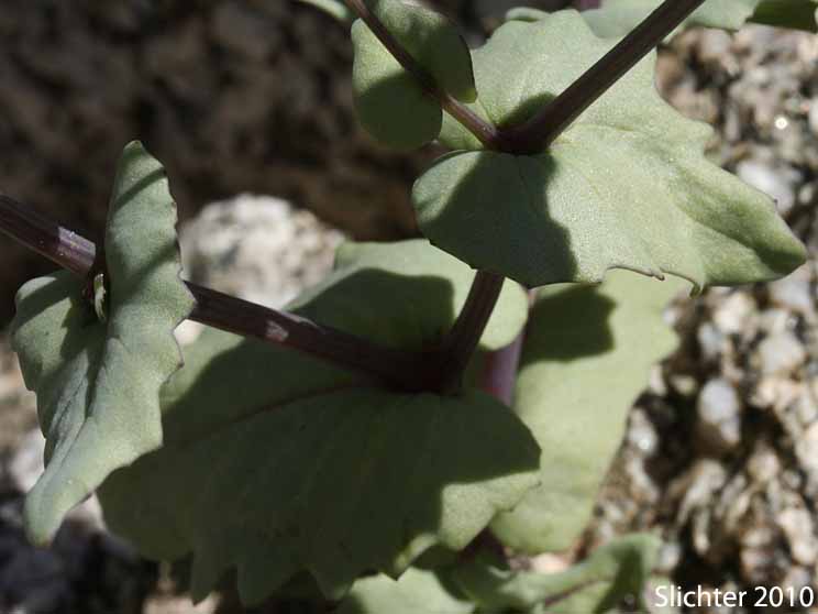 Mojave Groundsel, Mojave Ragwort: Senecio mohavensis