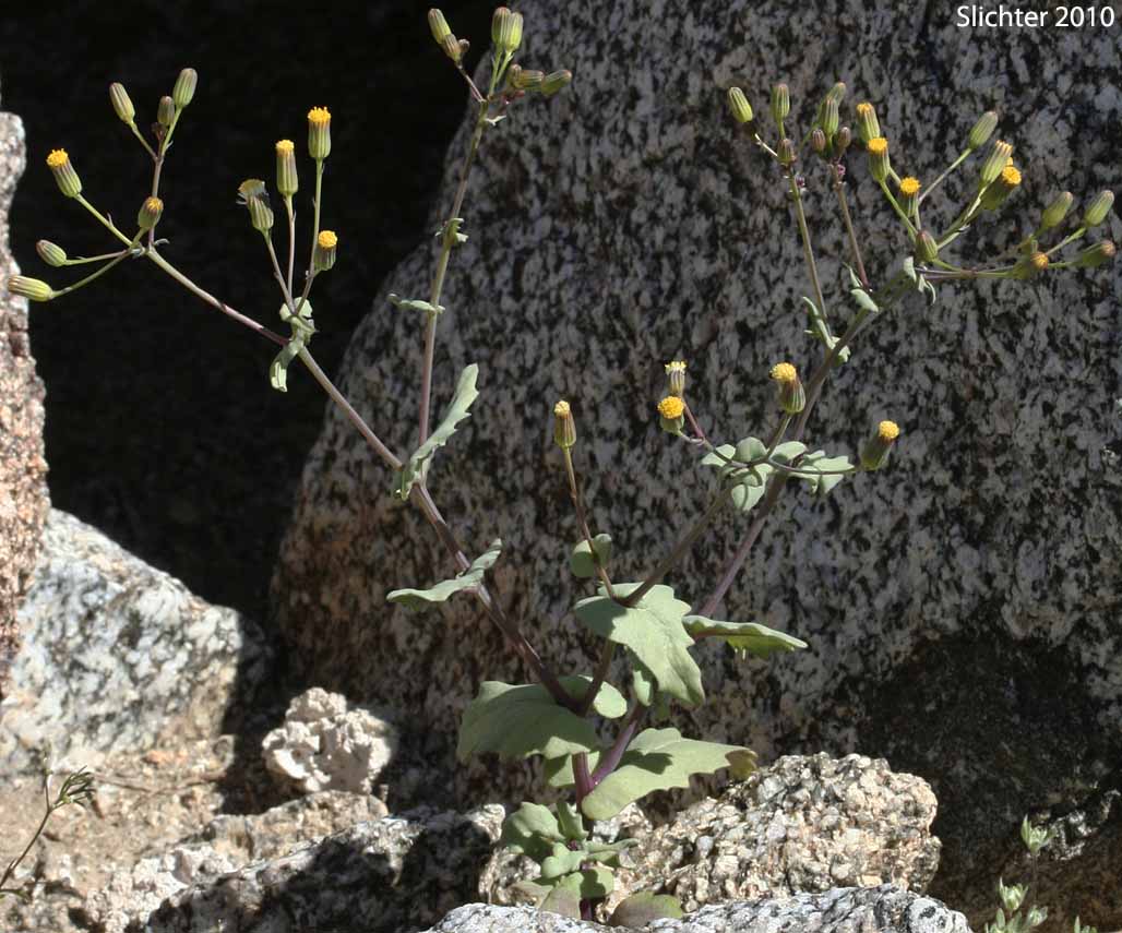 Mojave Groundsel, Mojave Ragwort: Senecio mohavensis