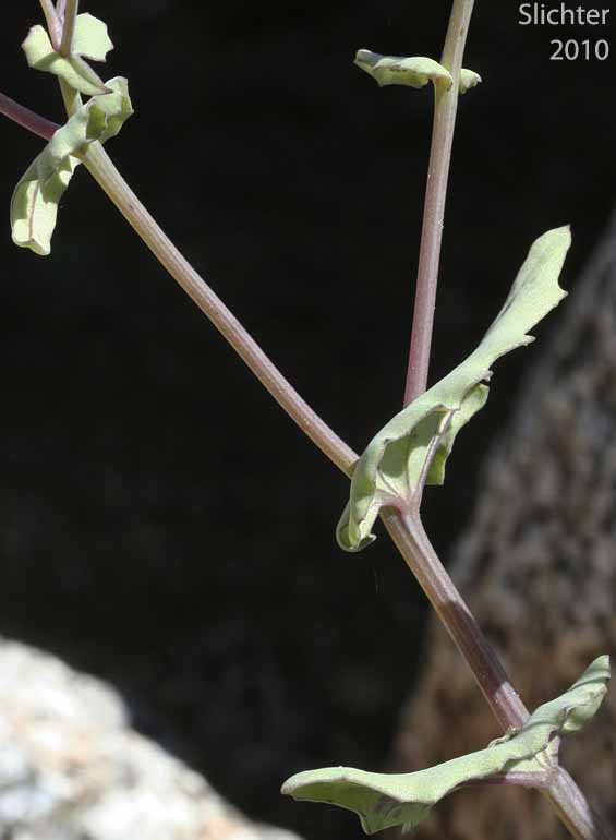 Mojave Groundsel, Mojave Ragwort: Senecio mohavensis