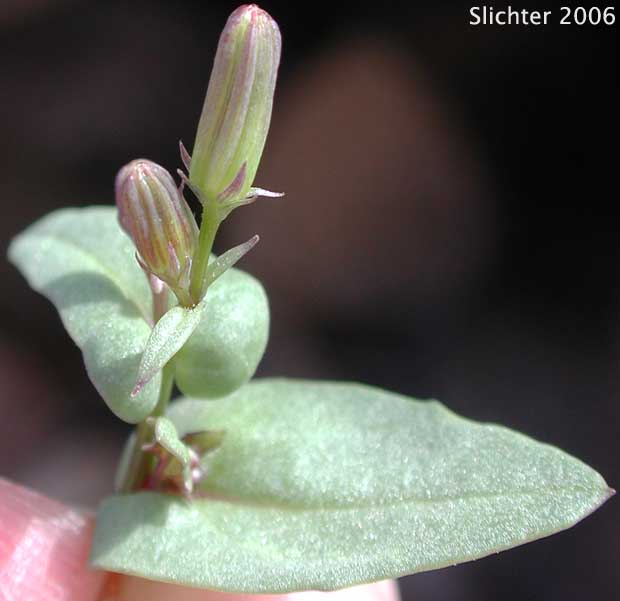 Mojave Groundsel, Mojave Ragwort: Senecio mohavensis