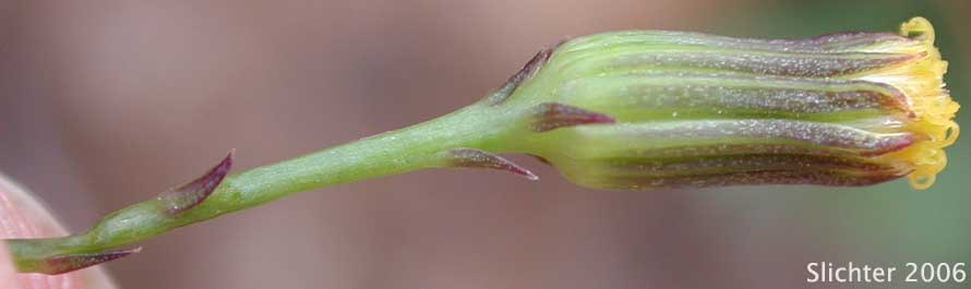 Mojave Groundsel, Mojave Ragwort: Senecio mohavensis