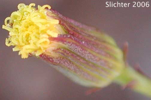 Mojave Groundsel, Mojave Ragwort: Senecio mohavensis