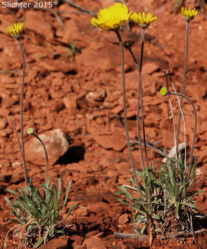 Arizona Four-nerve Daisy: Tetraneuris acaulis var. arizonica (Synonyms: Hymenoxys acaulis var. arizonica; Hymenoxys acaulis var. nana; Tetraneuris acaulis var. nana)