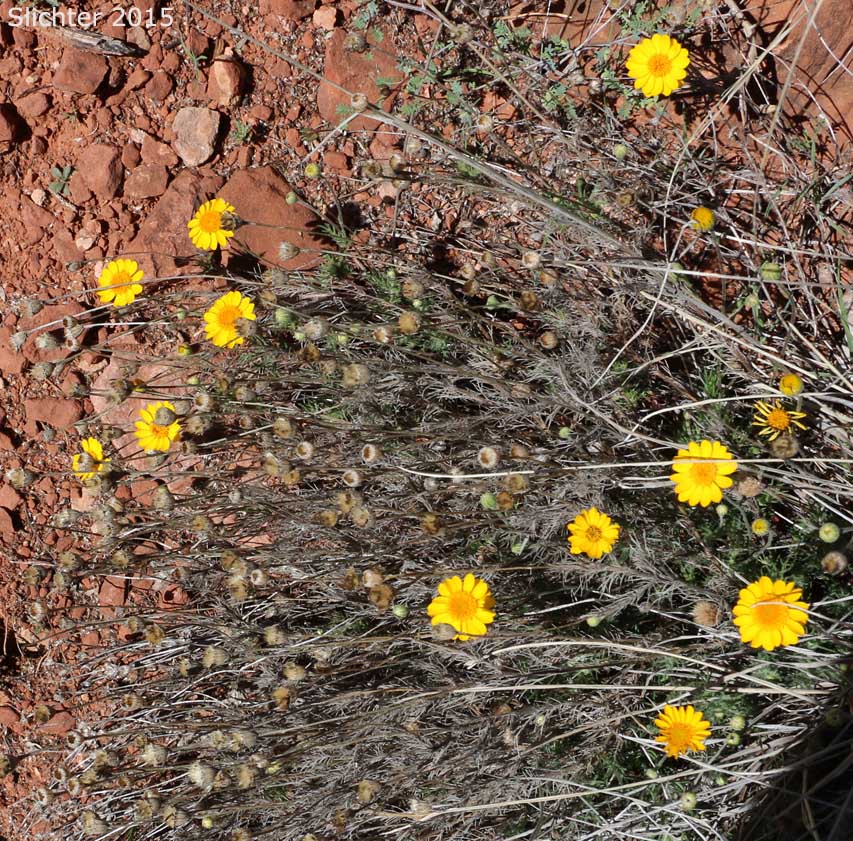 Fiveneedle Pricklyleaf, Five-needle Pricklyleaf, Five needled thymophylla: Thymophylla pentachaeta var. belenidium (Synonyms: Dyssodia pentachaeta, Hymenatherum pentachaetum)