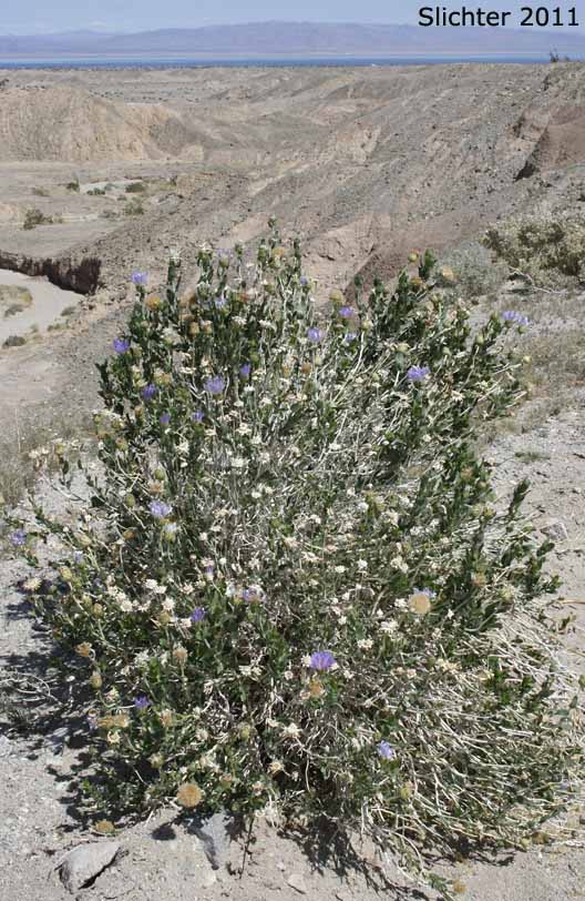Habitat view of Orcutt's Aster, Orcutt's Woody Aster: Xylorhiza orcuttii (Synonyms: Aster orcuttii, Machaeranthera orcuttii)