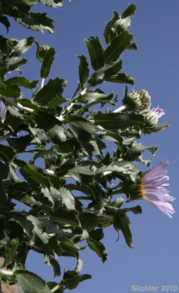 Orcutt's Aster, Orcutt's Woody Aster: Xylorhiza orcuttii (Synonyms: Aster orcuttii, Machaeranthera orcuttii)