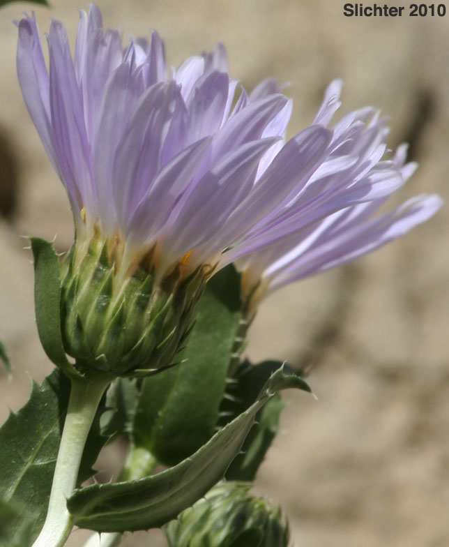 Orcutt's Aster, Orcutt's Woody Aster: Xylorhiza orcuttii (Synonyms: Aster orcuttii, Machaeranthera orcuttii)
