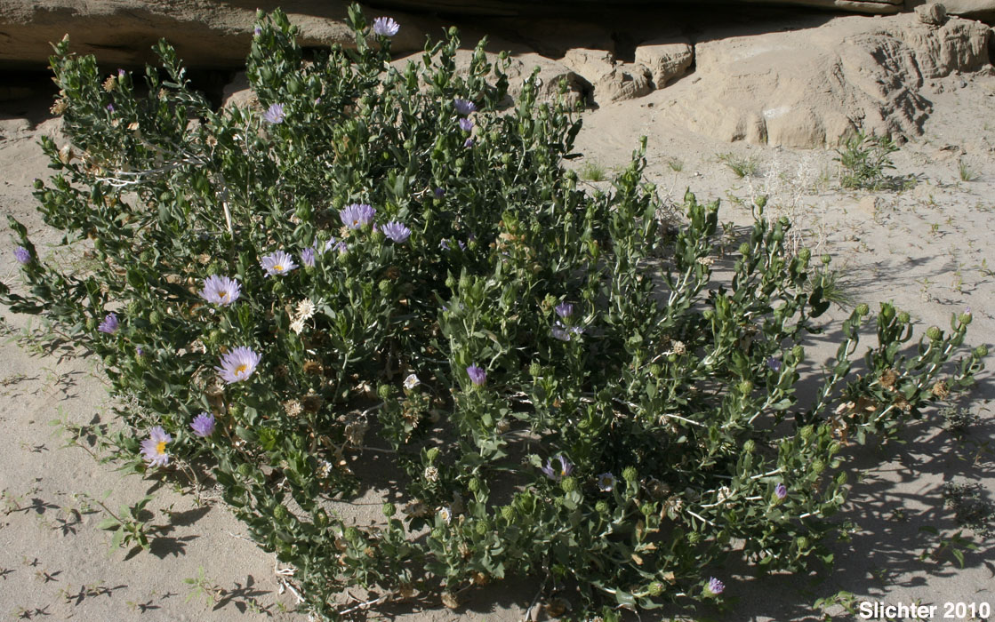 Orcutt's Aster, Orcutt's Woody Aster: Xylorhiza orcuttii (Synonyms: Aster orcuttii, Machaeranthera orcuttii)