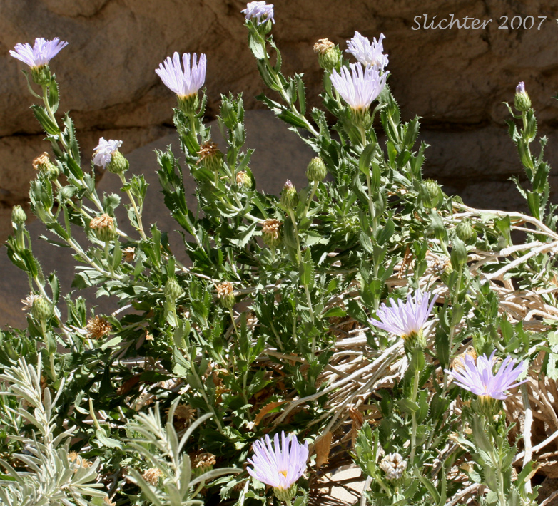 Orcutt's Aster, Orcutt's Woody Aster: Xylorhiza orcuttii (Synonyms: Aster orcuttii, Machaeranthera orcuttii)