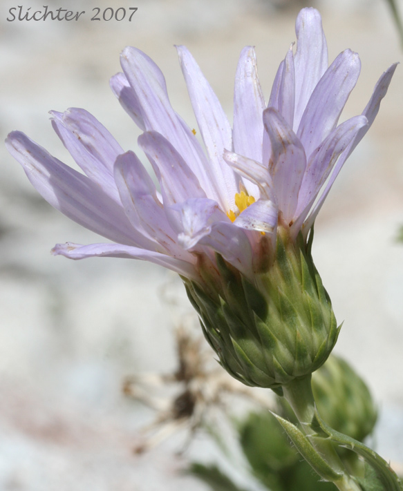 Orcutt's Aster, Orcutt's Woody Aster: Xylorhiza orcuttii (Synonyms: Aster orcuttii, Machaeranthera orcuttii)