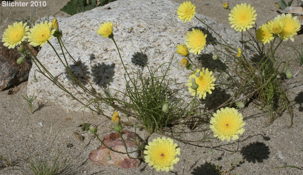 Desert Dandelion, Smooth Desertdandelion: Malacothrix glabrata (Synonym: Malacothrix californica var. glabrata)