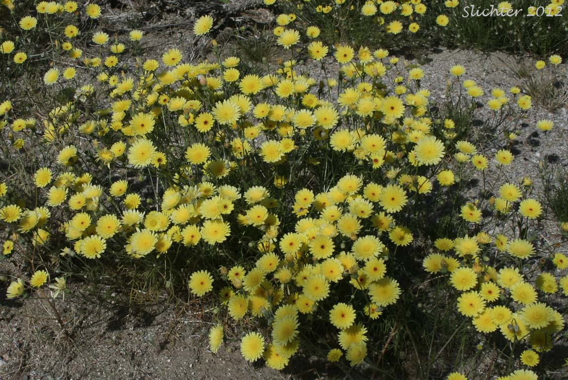 Desert Dandelion, Smooth Desertdandelion: Malacothrix glabrata (Synonym: Malacothrix californica var. glabrata)
