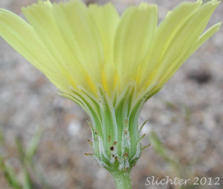 Desert Dandelion, Smooth Desertdandelion: Malacothrix glabrata (Synonym: Malacothrix californica var. glabrata)