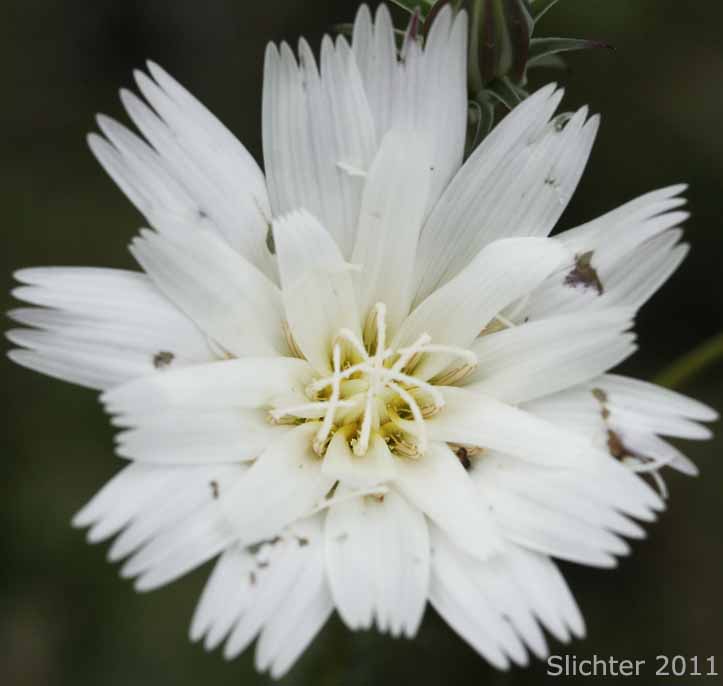 California Chicory, California Plumseeds: Rafinesquia californica