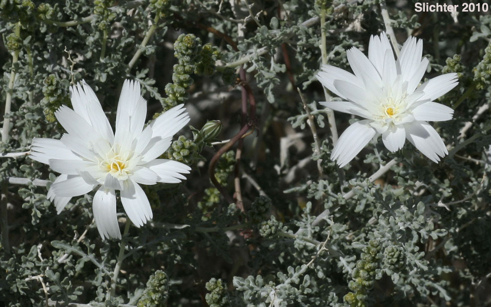 California Chicory, Desert Chicory, New Mexico Plumseed: Rafinesquia neomexicana