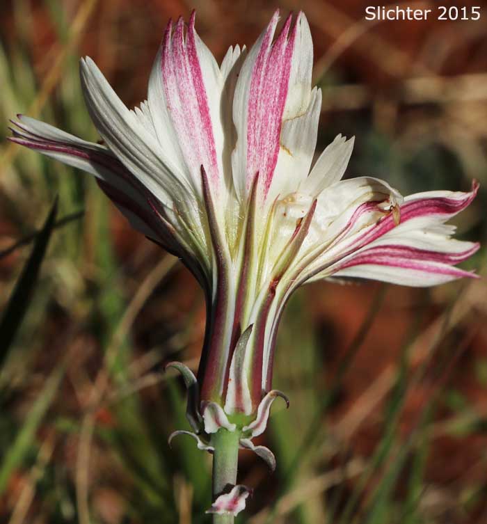 California Chicory, Desert Chicory, New Mexico Plumseed: Rafinesquia neomexicana