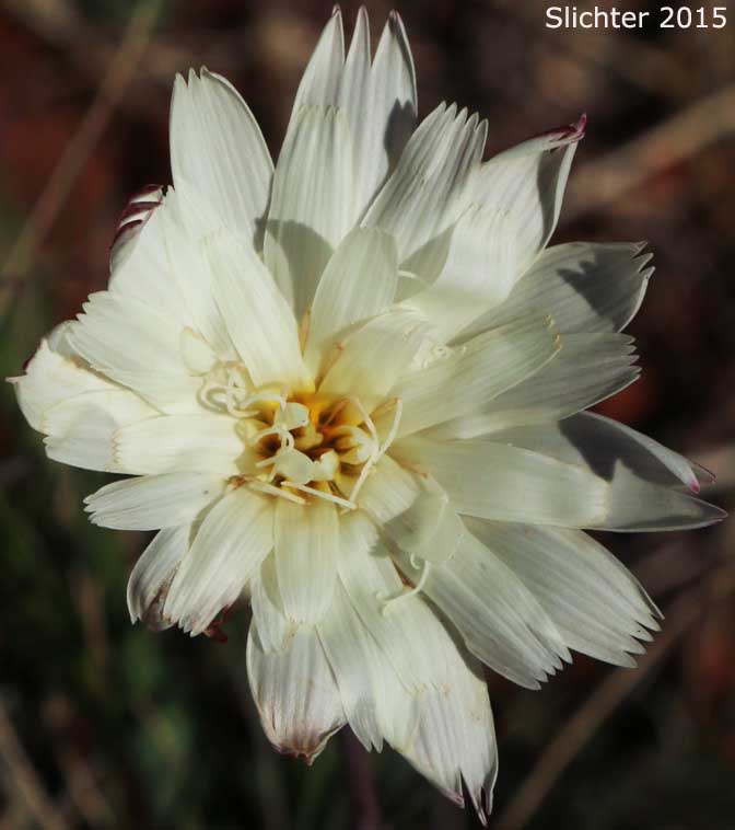 California Chicory, Desert Chicory, New Mexico Plumseed: Rafinesquia neomexicana