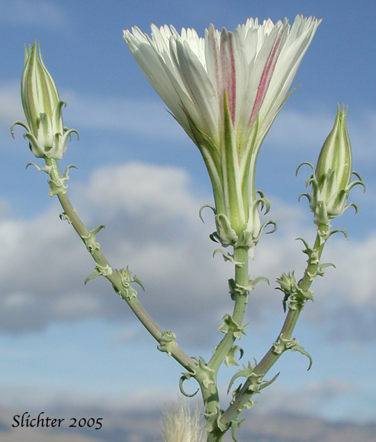 California Chicory, Desert Chicory, New Mexico Plumseed: Rafinesquia neomexicana