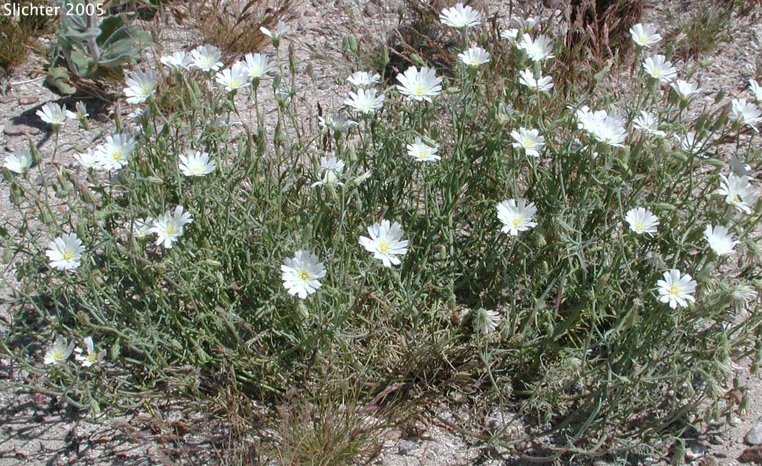 California Chicory, Desert Chicory, New Mexico Plumseed: Rafinesquia neomexicana