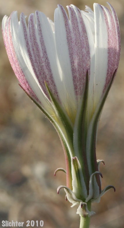 California Chicory, Desert Chicory, New Mexico Plumseed: Rafinesquia neomexicana