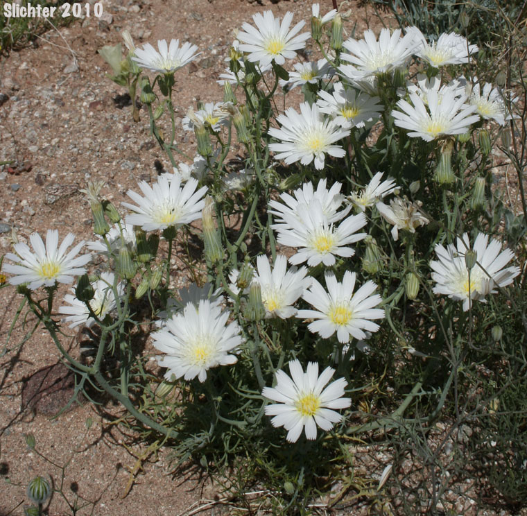 California Chicory, Desert Chicory, New Mexico Plumseed: Rafinesquia neomexicana
