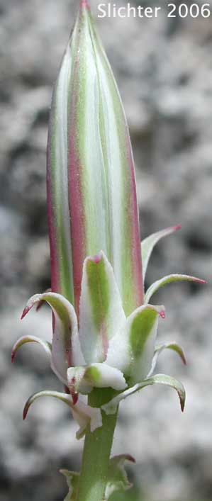 California Chicory, Desert Chicory, New Mexico Plumseed: Rafinesquia neomexicana