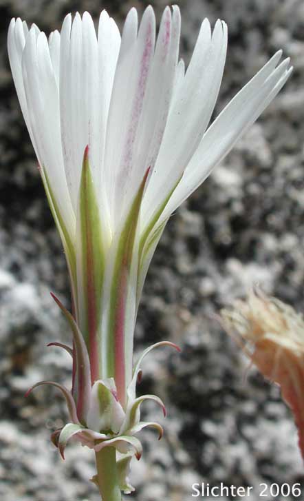 California Chicory, Desert Chicory, New Mexico Plumseed: Rafinesquia neomexicana