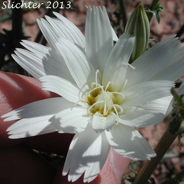 Flowerhead of California Chicory, Desert Chicory, New Mexico Plumseed: Rafinesquia neomexicana