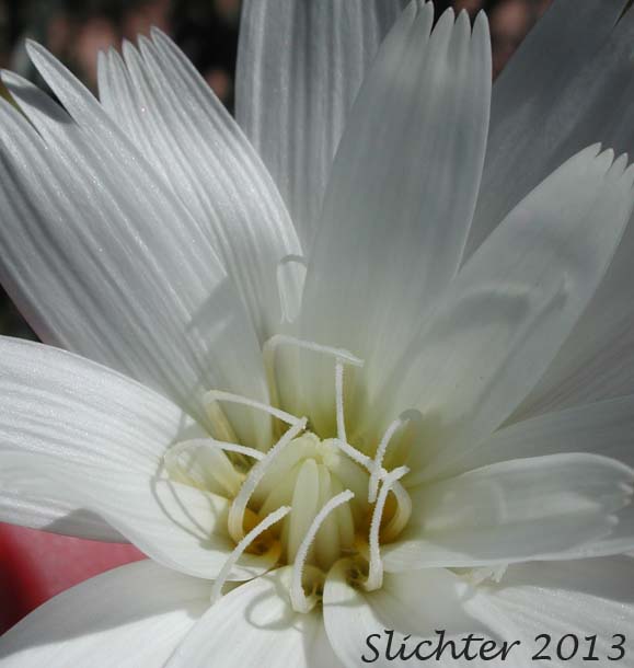 Flower head of California Chicory, Desert Chicory, New Mexico Plumseed: Rafinesquia neomexicana