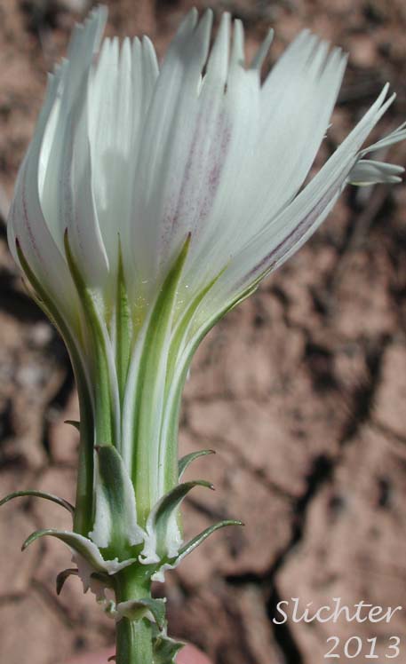 Involucre of California Chicory, Desert Chicory, New Mexico Plumseed: Rafinesquia neomexicana