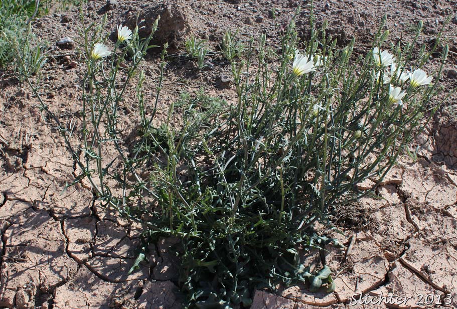 California Chicory, Desert Chicory, New Mexico Plumseed: Rafinesquia neomexicana