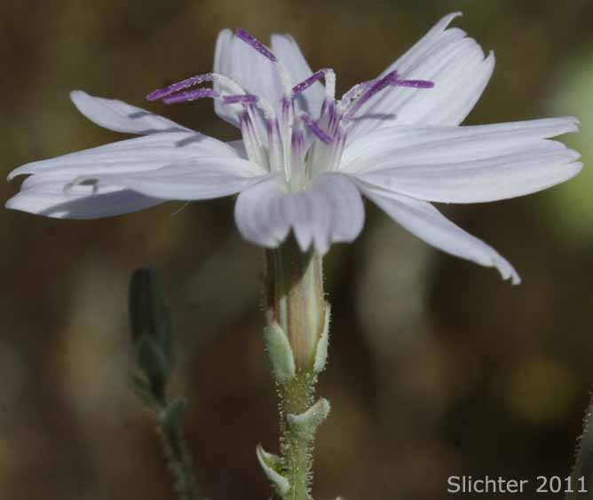 Flower head of Dean's Stephanomeria, Deane's Wirelettuce: Stephanomeria exigua ssp. deanei