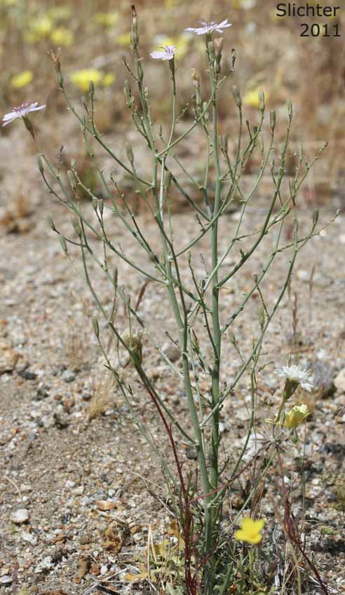 Dean's Stephanomeria, Deane's Wirelettuce: Stephanomeria exigua ssp. deanei